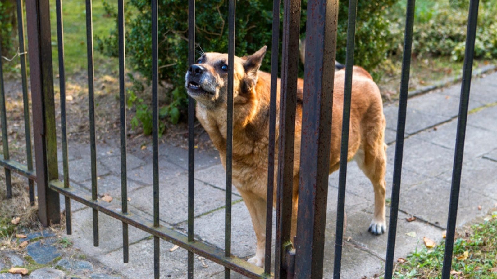 A barking dog stands behind an iron gate beside a paved walkway with shrubs and fallen leaves.