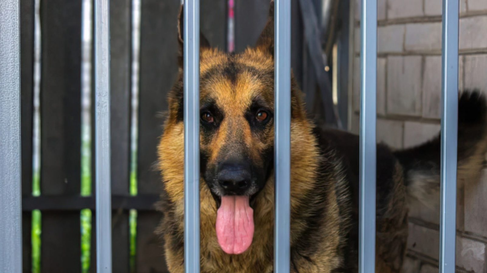 A German shepherd stands behind the metal bars of a kennel with its tongue out.