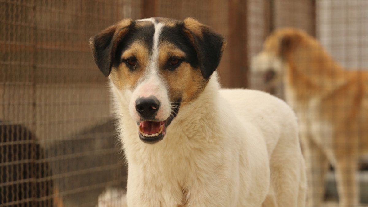 A white dog with black and tan markings stands in a wire mesh shelter kennel as another dog waits behind it.