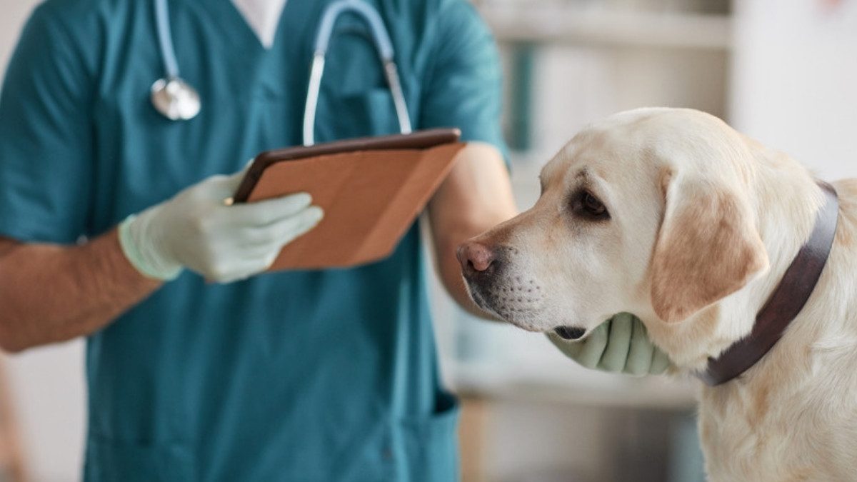 A veterinarian in teal scrubs and gloves holds a clipboard beside a yellow Labrador during an exam.