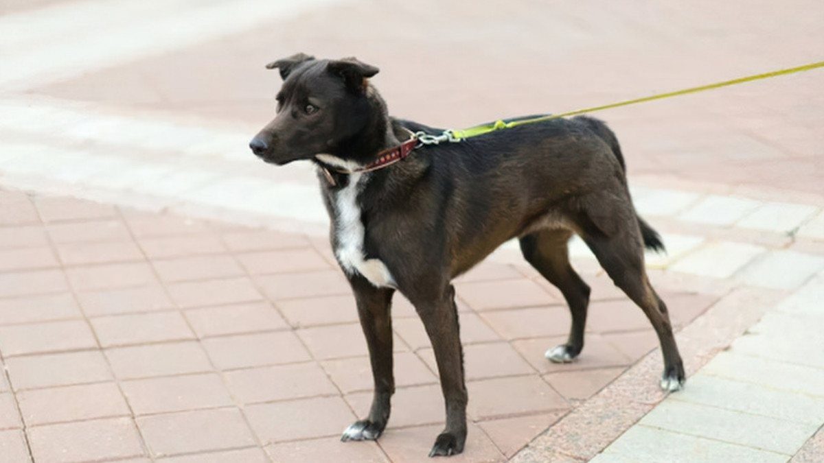 A black dog with a red collar stands on a paved public sidewalk, its leash stretching out of the frame