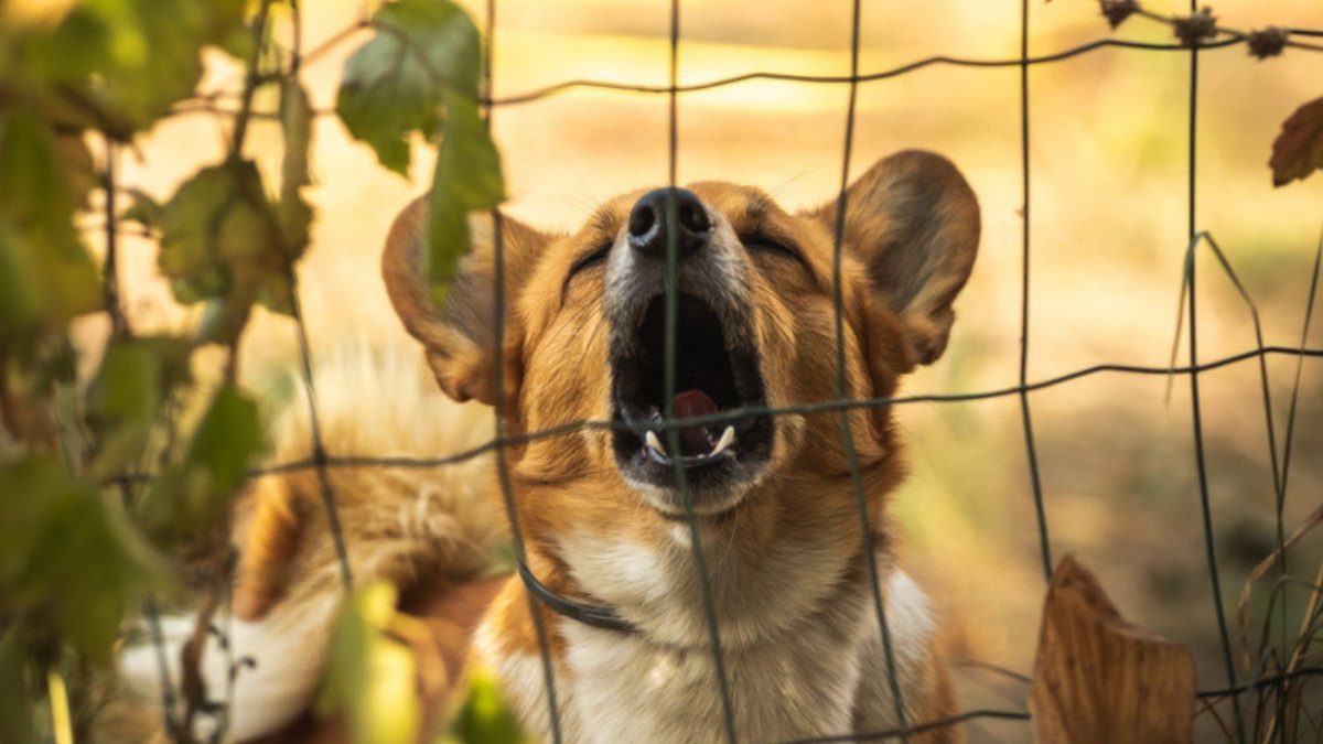 A corgi mix barks through a wire fence among autumn leaves as it guards its yard from people passing by
