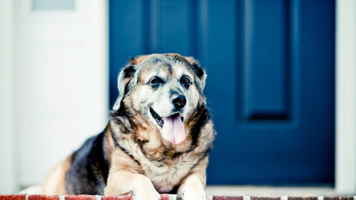 An older dog rests at a blue front door on a brick step, private property where dog bite attorneys in Summerville ask who invited whom