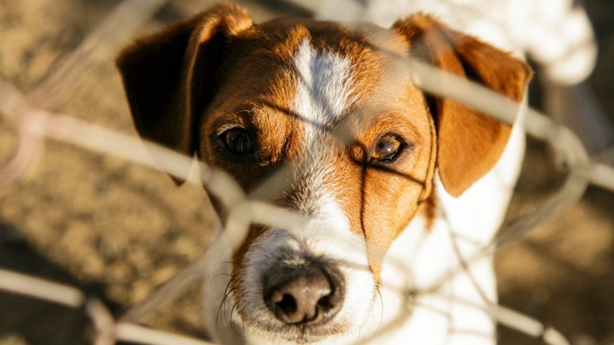 A Jack Russell terrier stares through a chain link fence, the kind of yard boundary dog bite attorneys in Summerville ask about