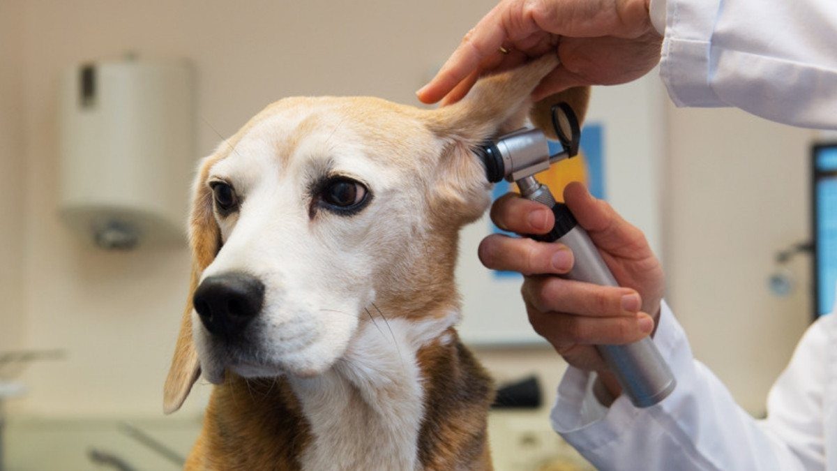 A veterinarian checks the ear of a calm beagle during an exam, the sort of visit that can follow a reported bite
