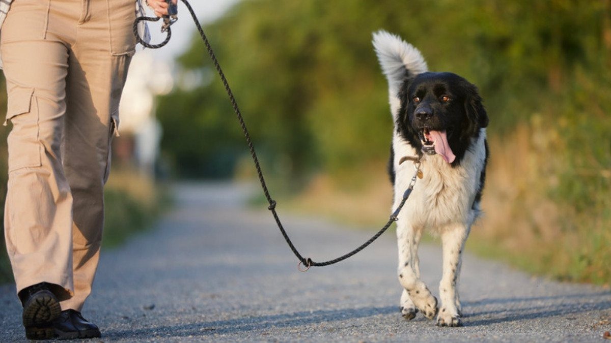 A walker holds a black and white dog on a leash, the care or keeping dog bite attorneys in Summerville trace back to an owner