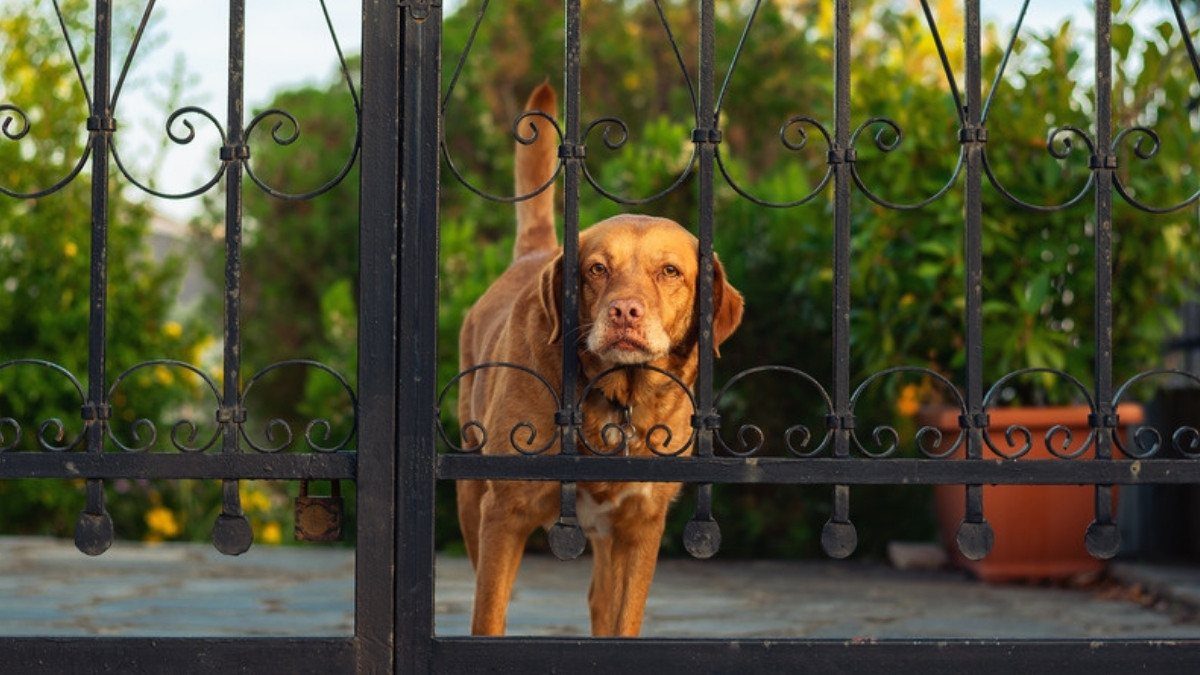 Dog bite strict liability lawyers in Summerville start with who owns or keeps a dog like this hound behind a wrought iron gate