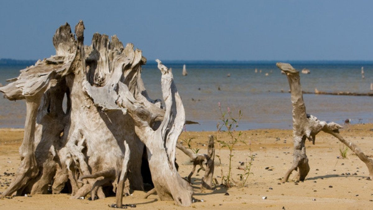Weathered tree stumps stand on the sandy shore of Lake Moultrie, near the roads Moncks Corner car accident lawyers know