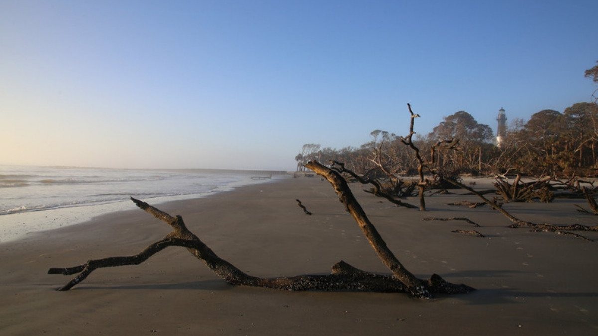 Driftwood lies on the sand at Hunting Island beach at sunrise with the lighthouse visible beyond the trees