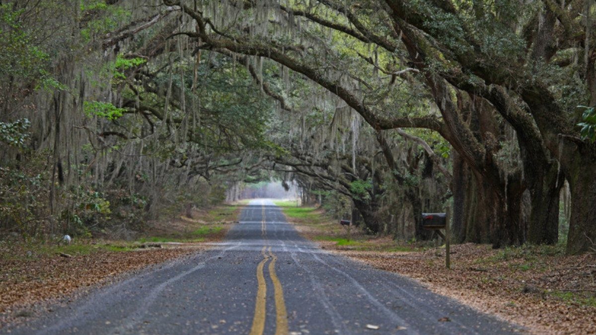 Spanish moss hangs from live oaks over a two lane country road, a scene familiar to personal injury attorneys in Berkeley County