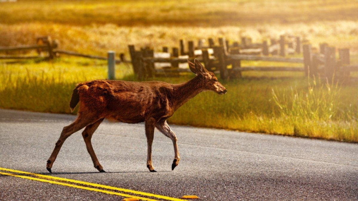 A deer walks across a two lane road with double yellow lines beside a wooden fence and a sunlit field