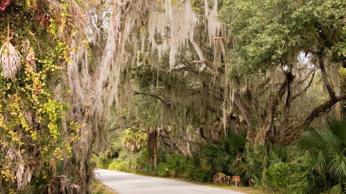 A paved road curves under moss draped oaks and palmettos, the kind of back road personal injury attorneys in Colleton County know
