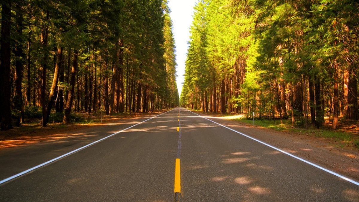A straight two lane road runs between tall pines on a sunny day, a rural route personal injury attorneys in Colleton County review