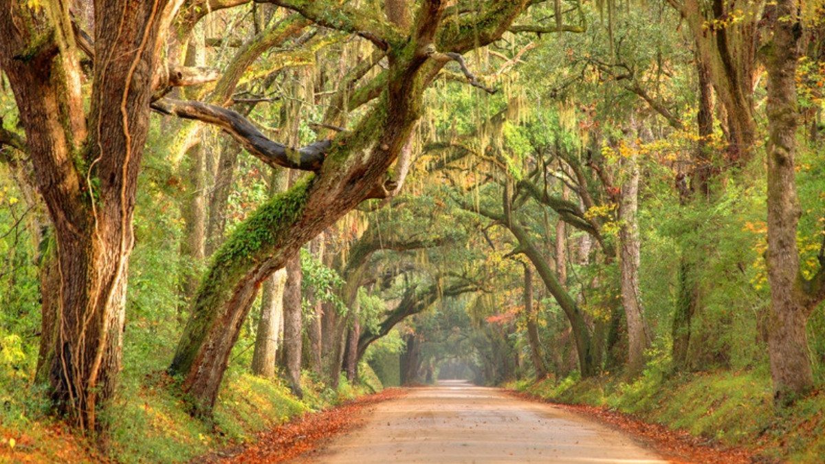 Live oaks draped in moss shade a quiet dirt road like the rural routes personal injury attorneys in Dorchester County know well