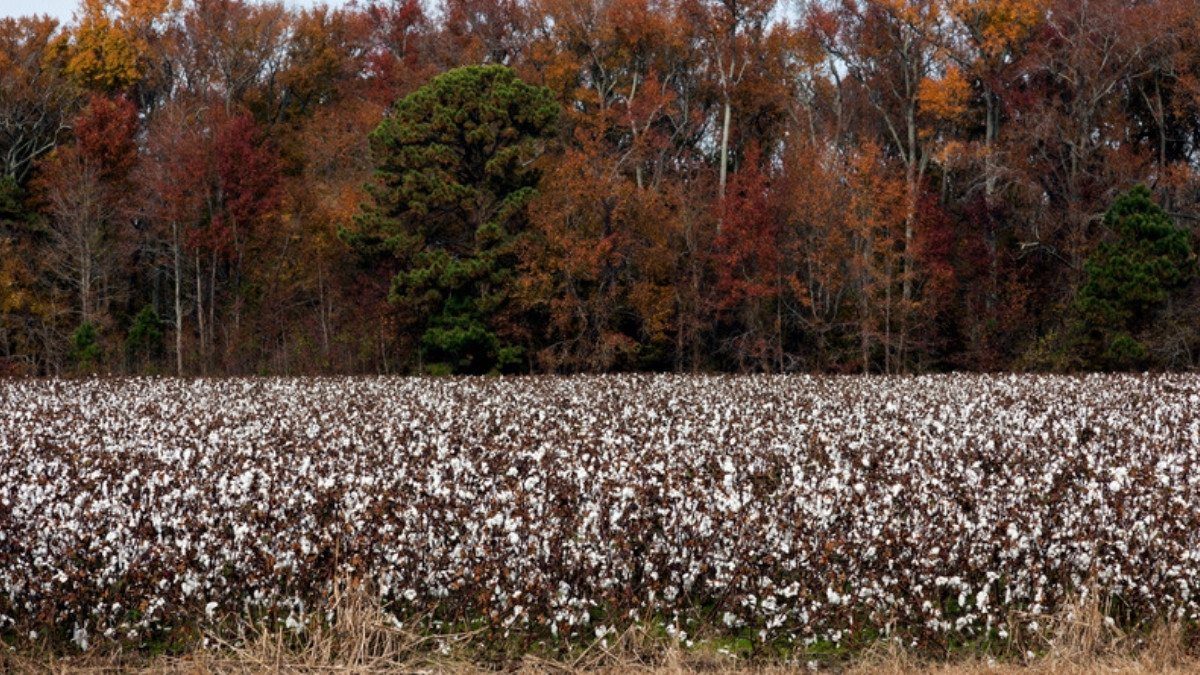 Open cotton bolls cover a wide field in front of a tree line touched with fall color in rural farm country
