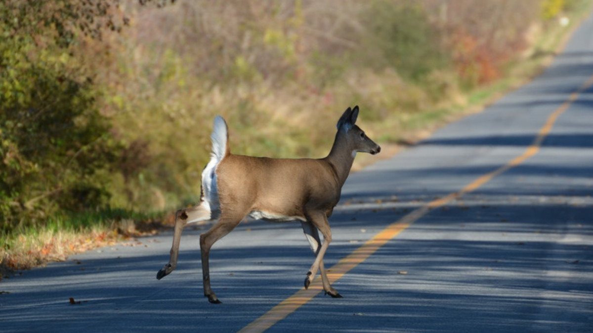 A white tailed deer bounds across a two lane road, a common crash cause personal injury attorneys in Williamsburg County review