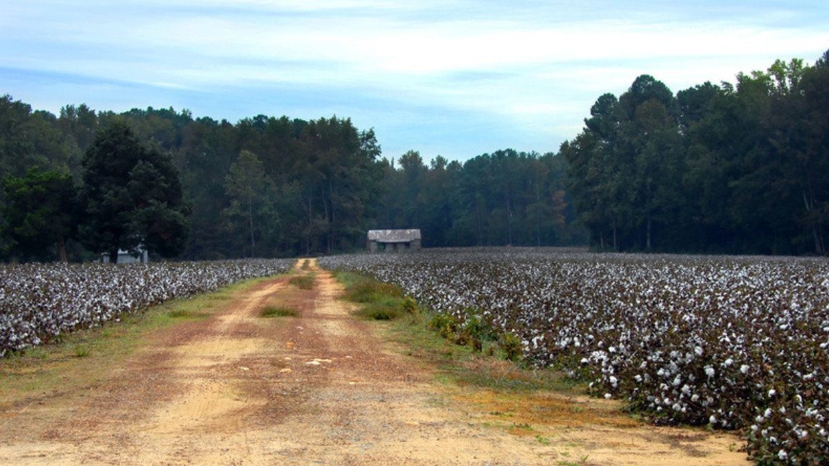 A dirt farm road runs between open cotton fields toward a line of tall pines and a small shed under a pale sky