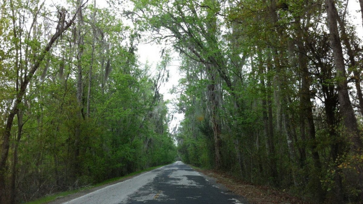 A narrow patched road with no shoulder runs through mossy woods, the kind of route personal injury attorneys in Williamsburg County see