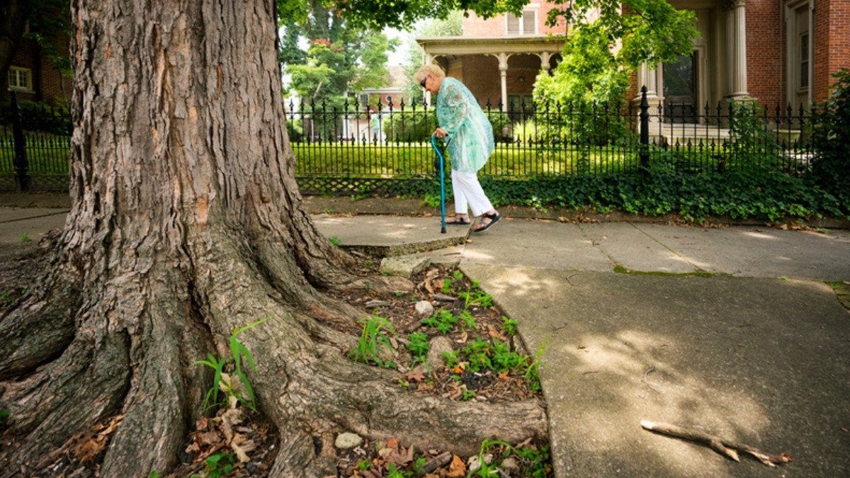 An older woman with a cane walks a public sidewalk past a large tree whose roots have lifted the concrete