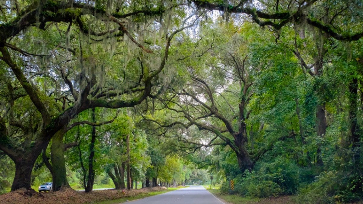 Moss draped live oaks shade a quiet Lowcountry road, where South Carolina personal injury attorneys take claims from eight counties